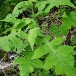 Polymnia canadensis Leaf