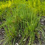 Salicornia bigelovii Feuille