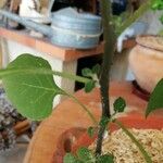 Solanum nigrum Rinde