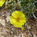 Helianthemum syriacum Žiedas