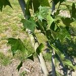 Alangium platanifolium Hoja
