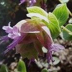 Origanum scabrum Flower