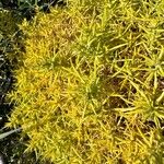 Ulex gallii Hoja