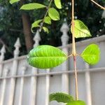 Syzygium paniculatum Leaf