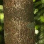 Macoubea guianensis Кора