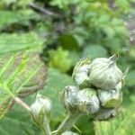 Rubus nemorosus Flower