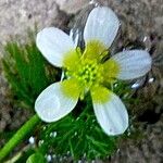 Ranunculus trichophyllus 花