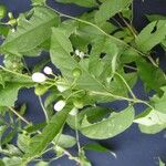 Cestrum fragile Otro