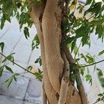 Vitex negundo Kéreg/szár