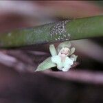 Scaphyglottis reflexa Flower