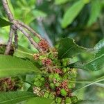 Myrica californica Flower