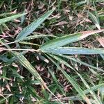 Phyllostachys sulphurea Hoja