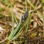 Carex atrofusca Habitus