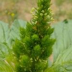 Amaranthus retroflexusFlower