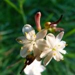 Simethis mattiazzii Flower