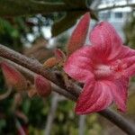 Brachychiton bidwillii Цвят