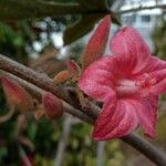 Brachychiton bidwillii Flower