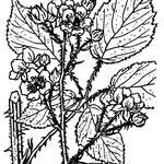 Rubus bracteatus Arall