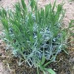 Lavandula latifoliaপাতা