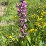 Pedicularis rostratospicata 花