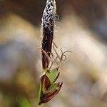 Carex pilulifera ശീലം