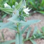Nonea echioides 花