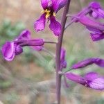 Moricandia moricandioides Flor