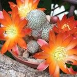 Rebutia heliosa Flower