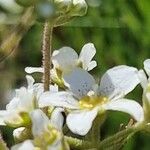 Saxifraga hostii Fula