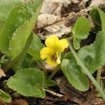 Viola rotundifolia 整株植物