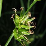 Carex leersii Õis