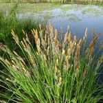 Carex acuta Folla