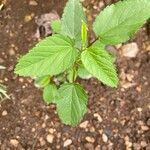 Sida spinosa Φύλλο