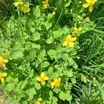 Chelidonium majusFlower