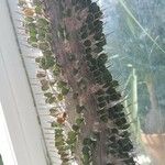 Alluaudia ascendens Hoja