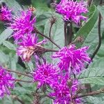 Vernonia gigantea Flower