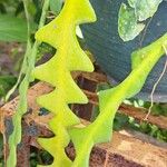 Selenicereus anthonyanus Leaf