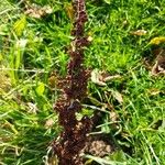 Rumex longifolius برگ