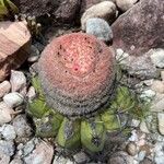 Melocactus intortus Leaf