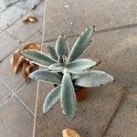 Kalanchoe tomentosa 葉