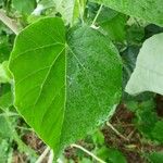 Abutilon exstipulare Leaf