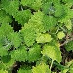 Plectranthus grandibracteatus