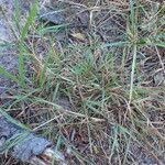 Agrostis stolonifera Συνήθη χαρακτηριστικά