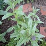 Cynoglossum amabile Φύλλο