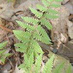 Athyrium asplenioides Лист