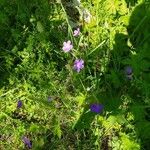 Geranium sylvaticumFlor