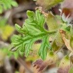 Teucrium botrys Leaf