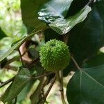 Croton guatemalensis Fruit