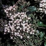 Ageratina ligustrina Flor