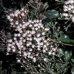 Ageratina ligustrina Flower